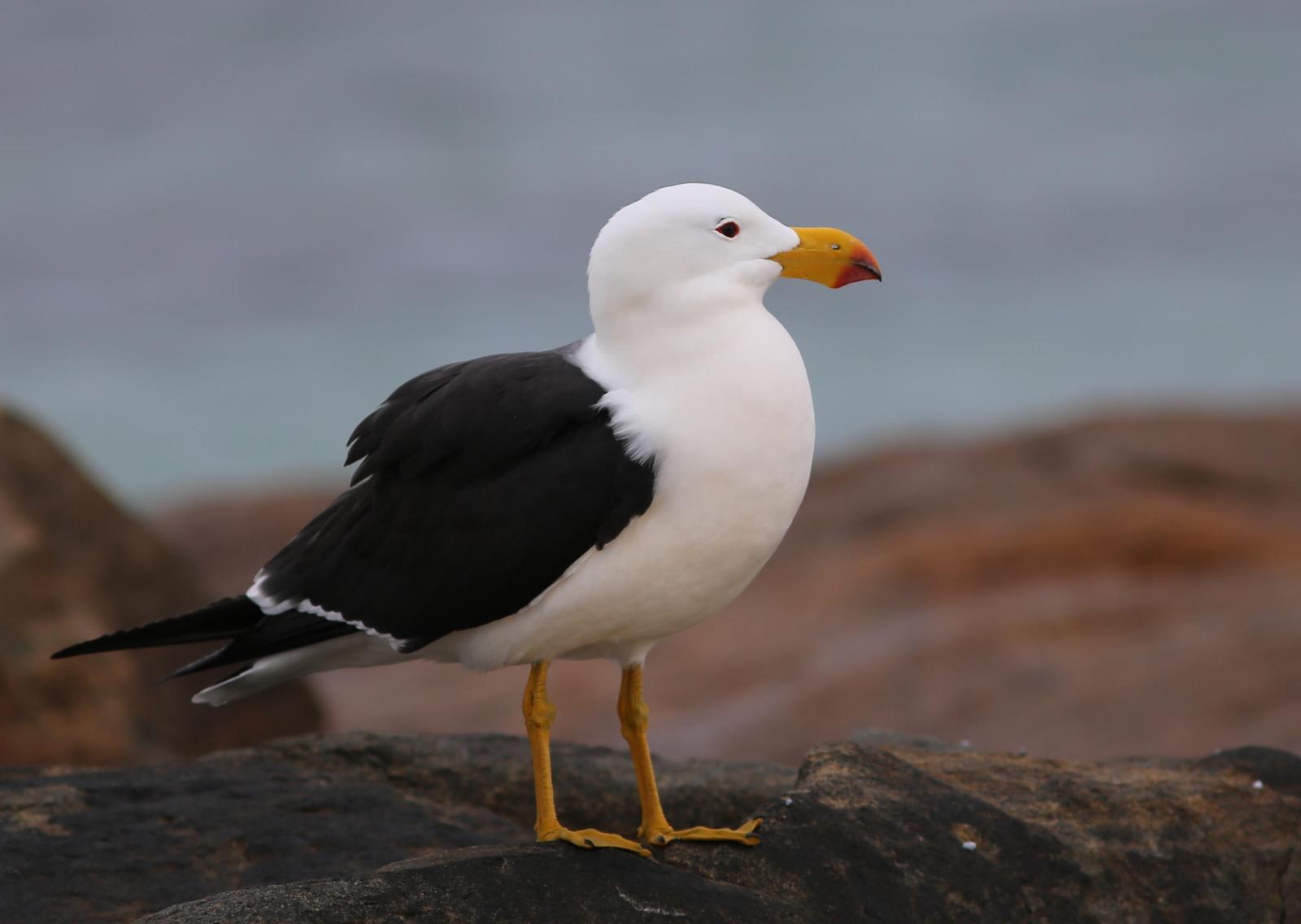 Pacific Gull Photo by Rohan van Twest