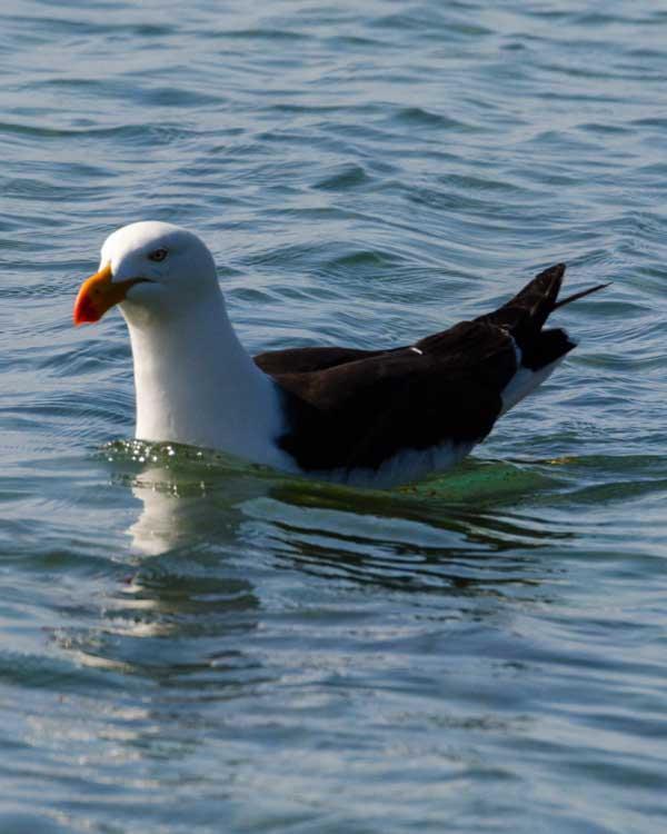 Pacific Gull Photo by Bob Hasenick