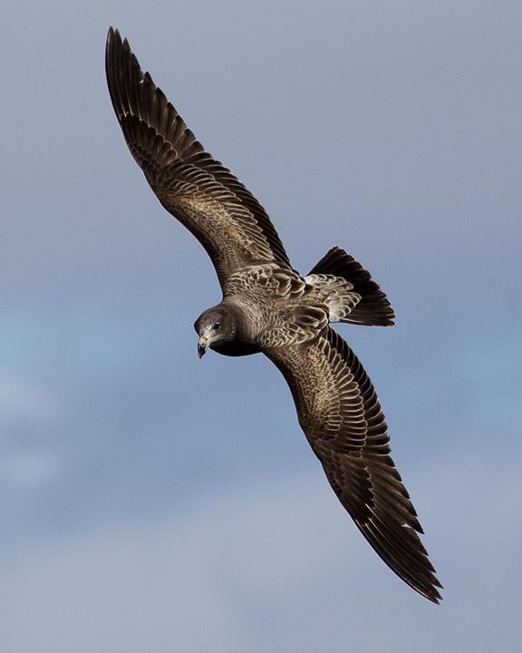 Pacific Gull Photo by Mat Gilfedder
