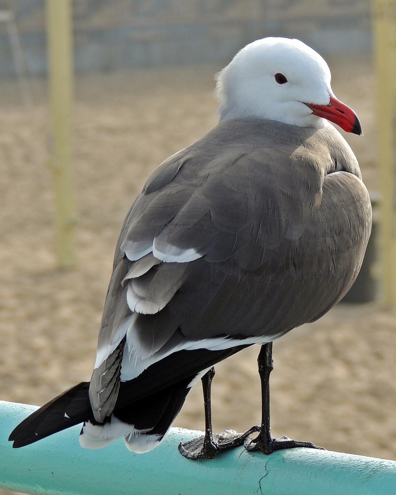 Heermann's Gull Photo by Bob Pruner