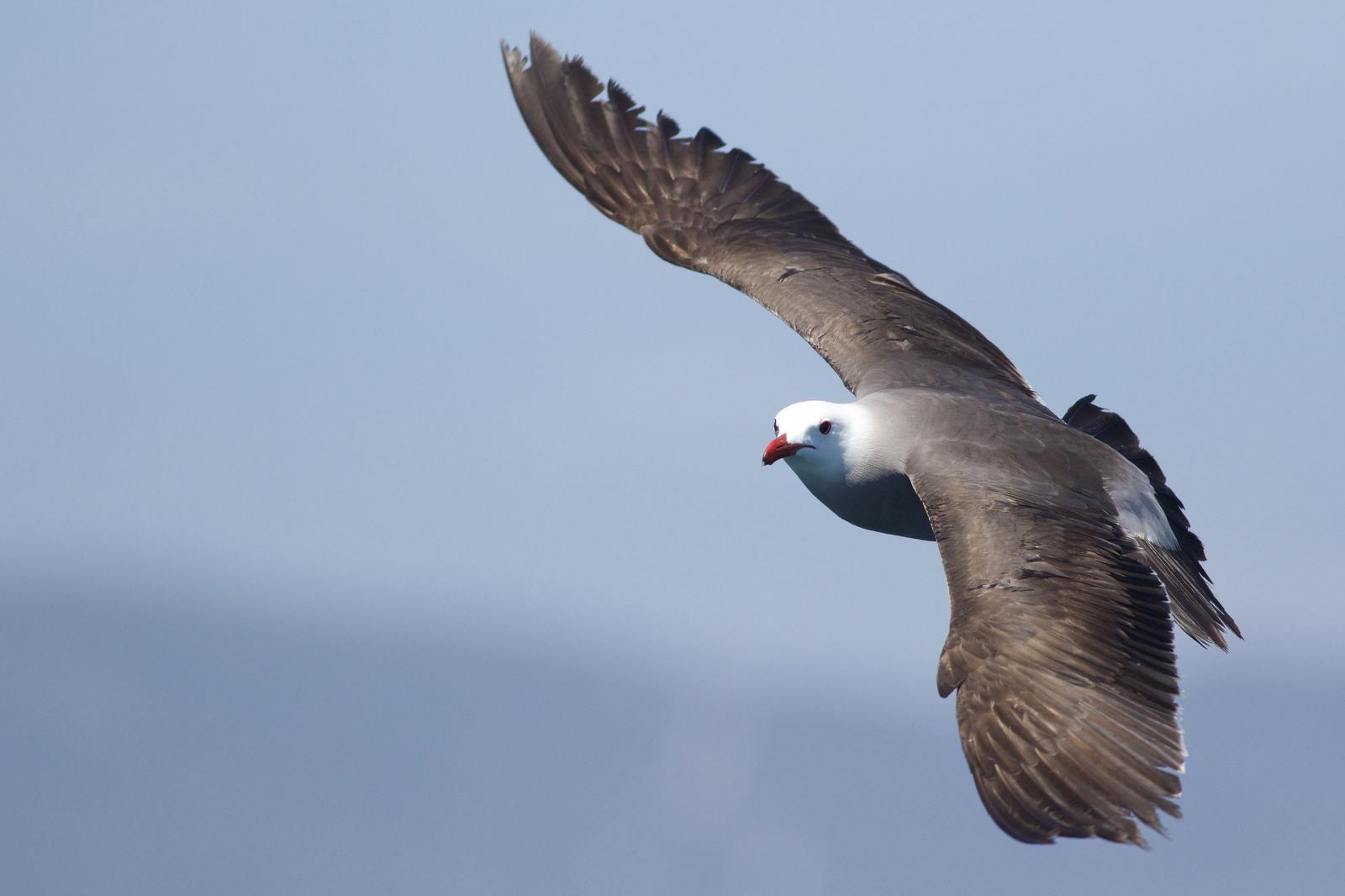 Heermann's Gull Photo by Tom Ford-Hutchinson