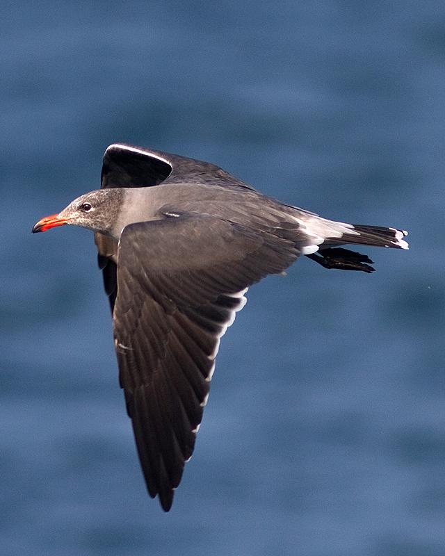 Heermann's Gull Photo by Ryan Shaw