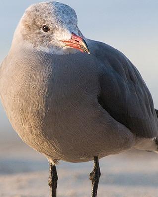 Heermann's Gull Photo by Pete Myers