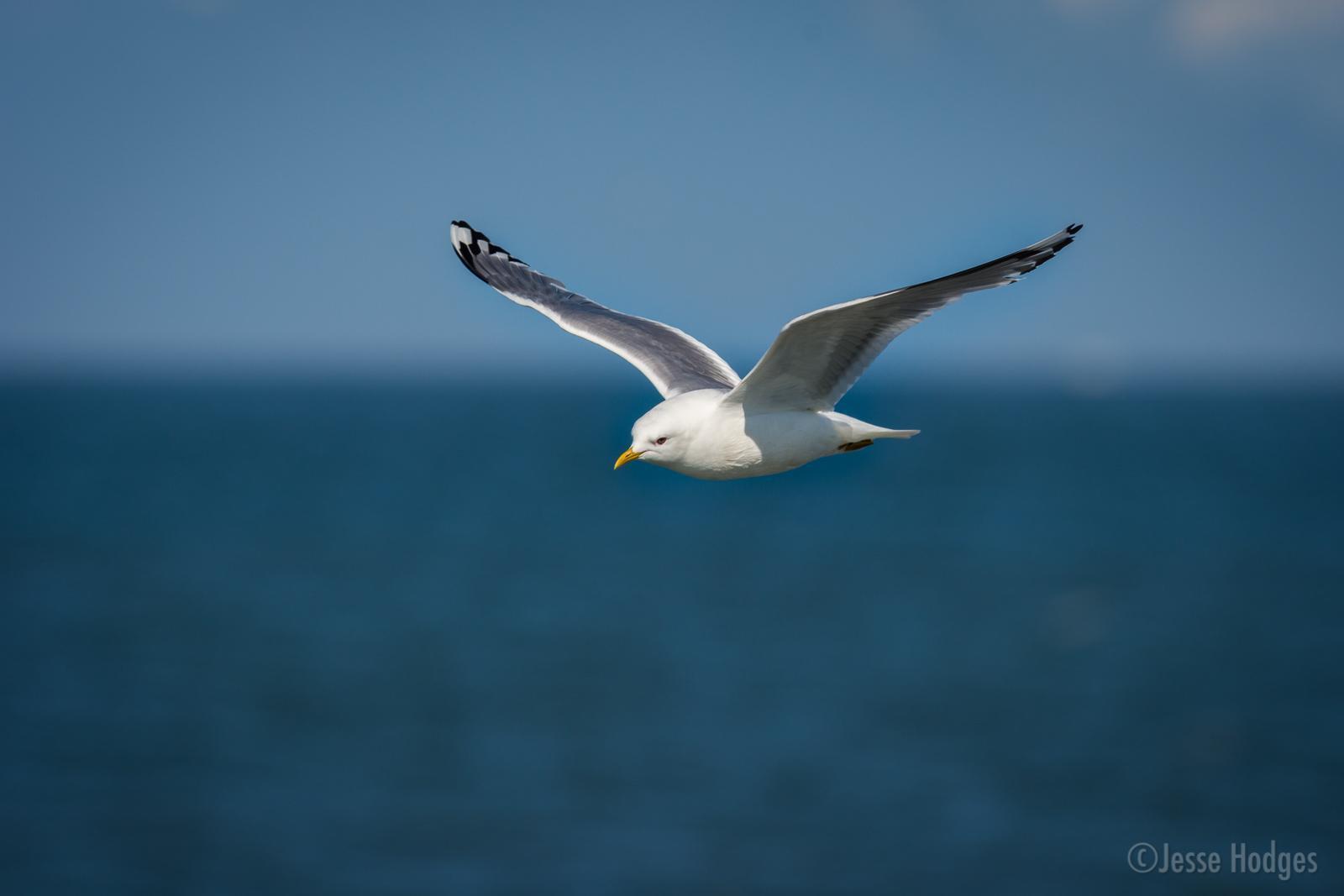 Mew Gull Photo by Jesse Hodges