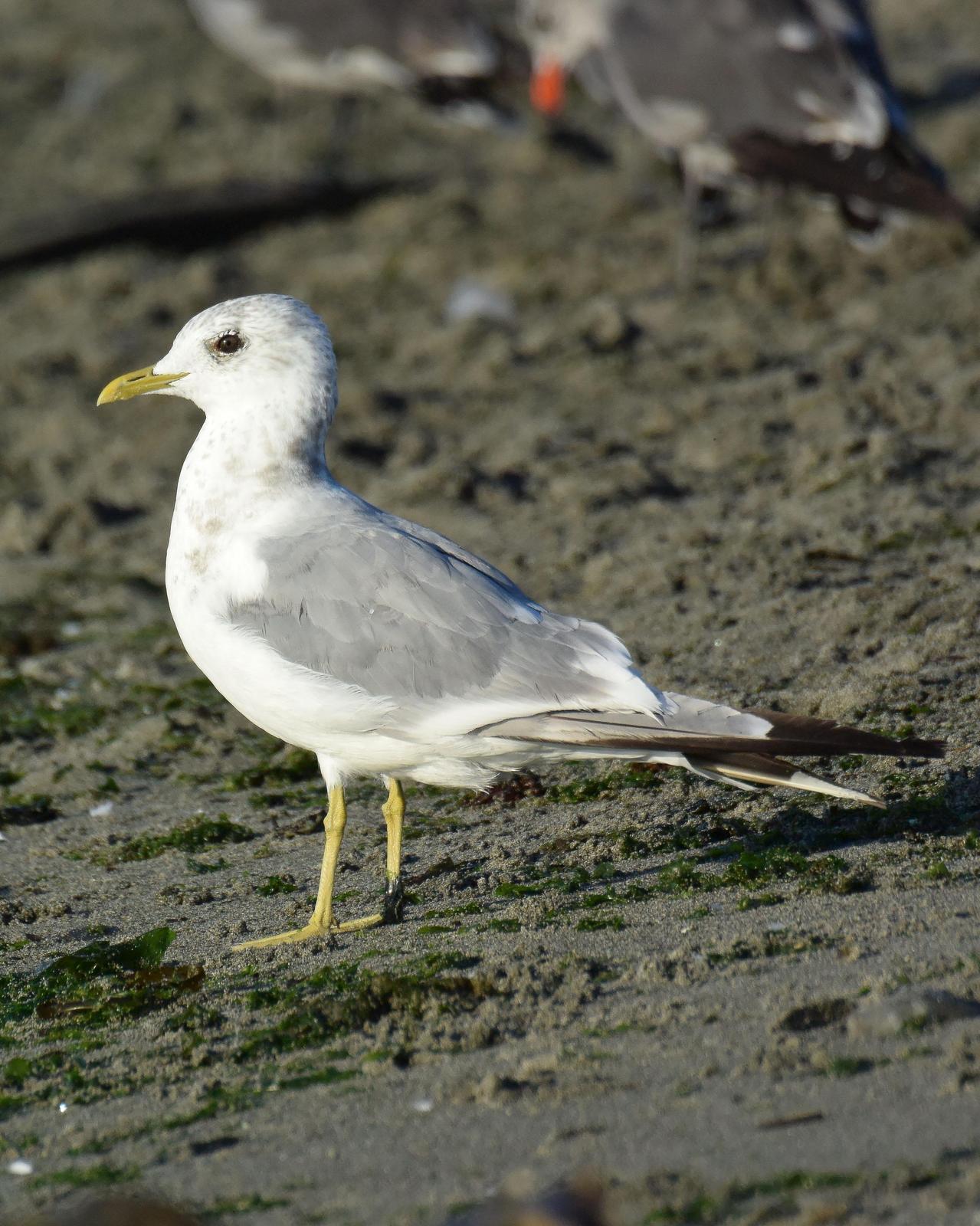 Mew Gull Photo by Emily Percival