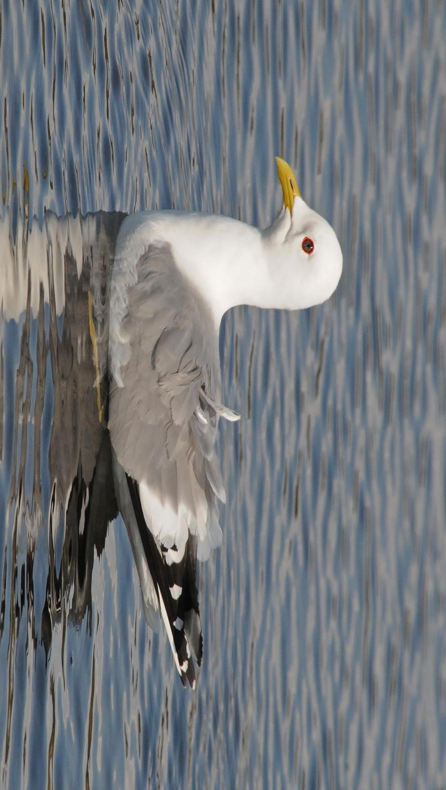 Mew Gull (American) Photo by Steven Mlodinow