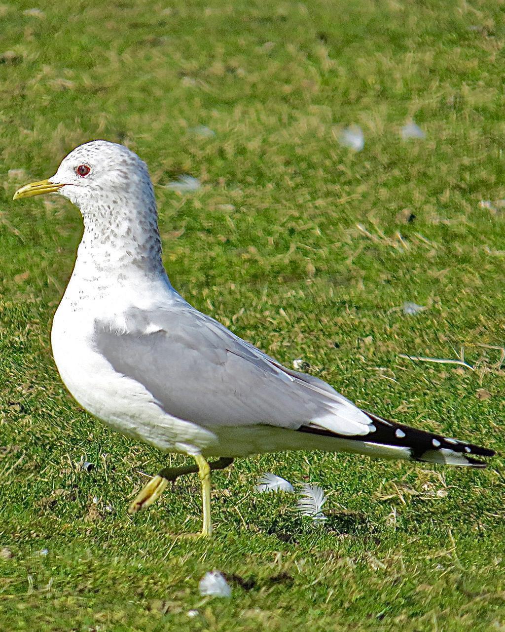 Mew Gull (American) Photo by Brian Avent
