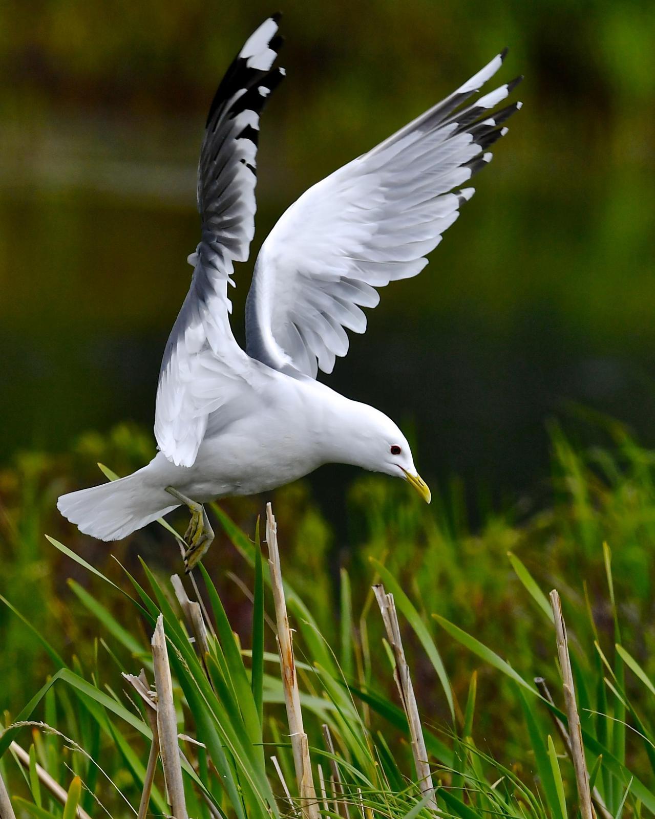 Mew Gull (American) Photo by Gerald Friesen