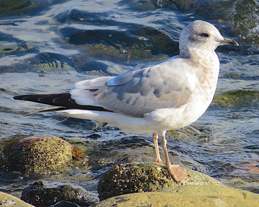 Mew Gull (American) Photo by Brian Avent