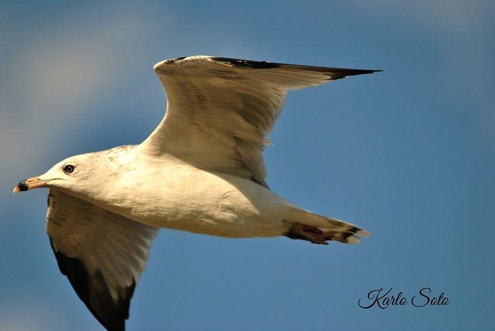 Ring-billed Gull Photo by Karlo Antonio Soto Huerta