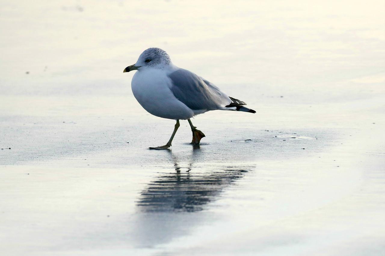 Ring-billed Gull Photo by Ruth Morrissette