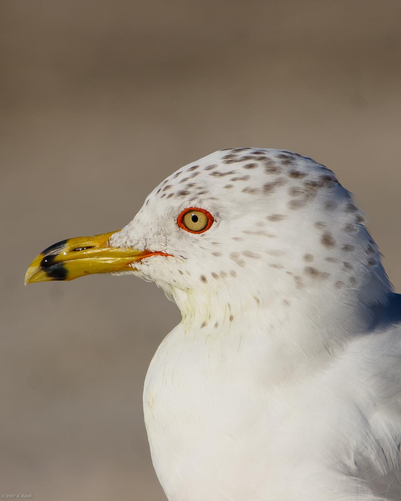 Ring-billed Gull Photo by JC Knoll