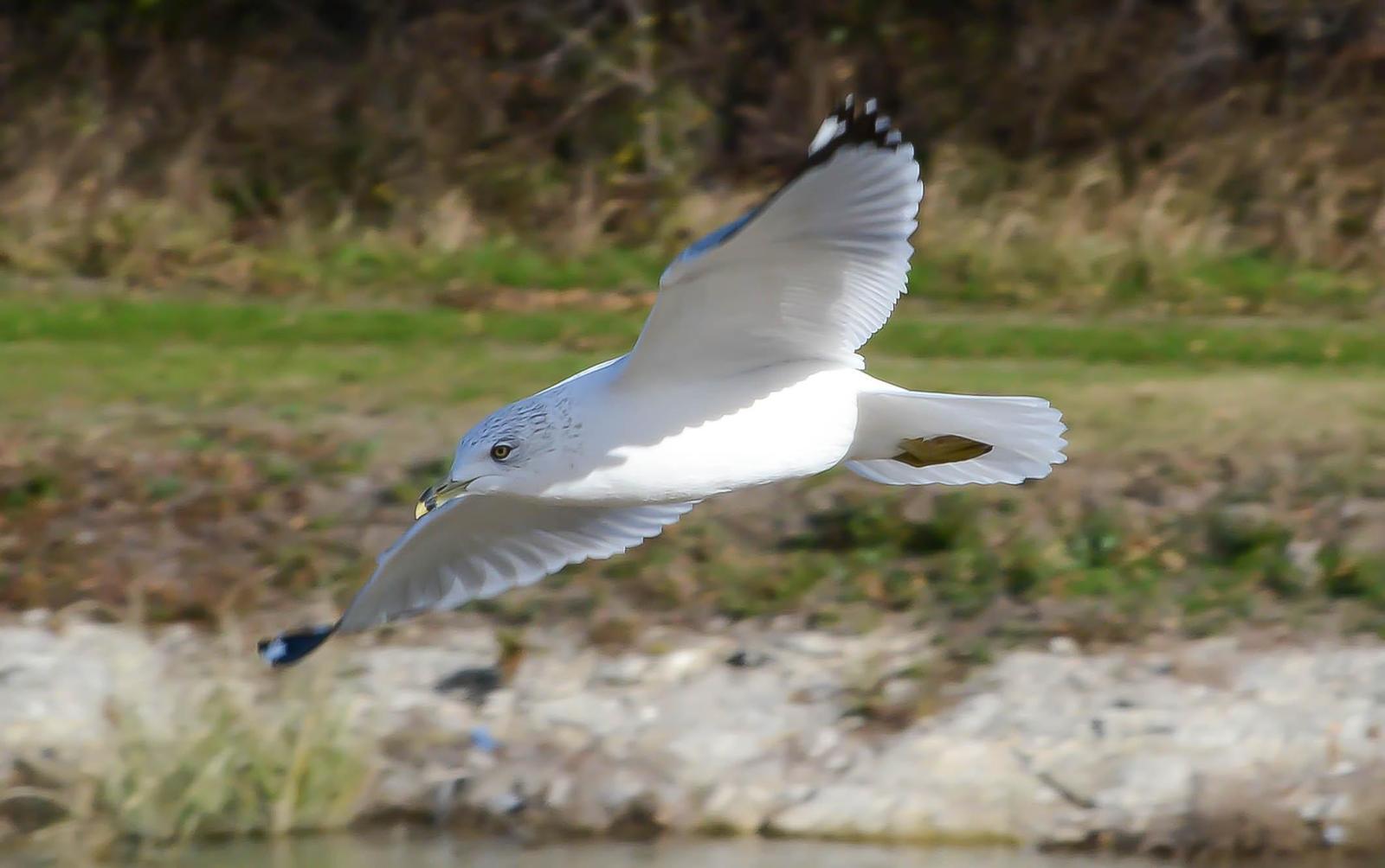 Ring-billed Gull Photo by Wally Wenzel