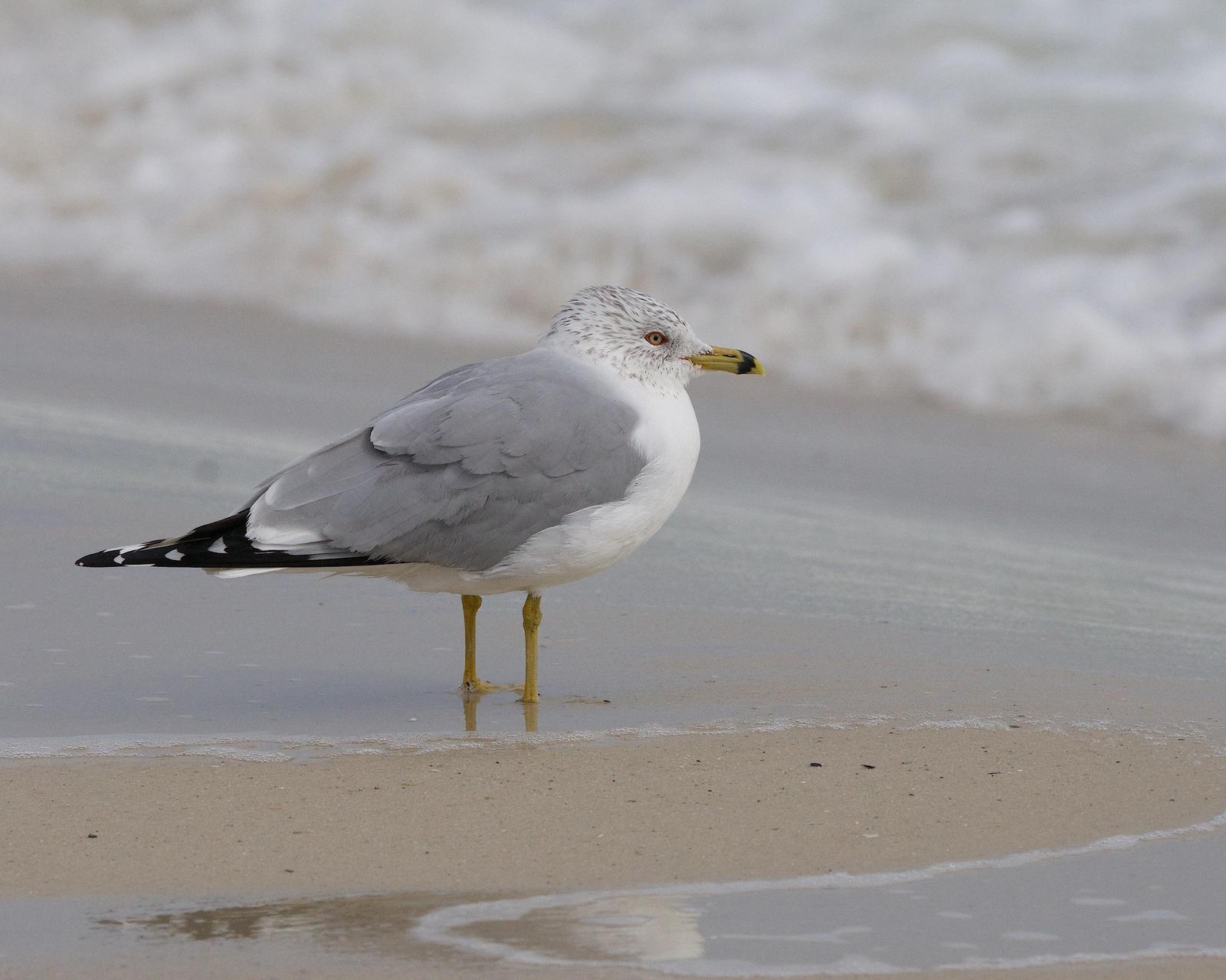 Ring-billed Gull Photo by Gerald Hoekstra