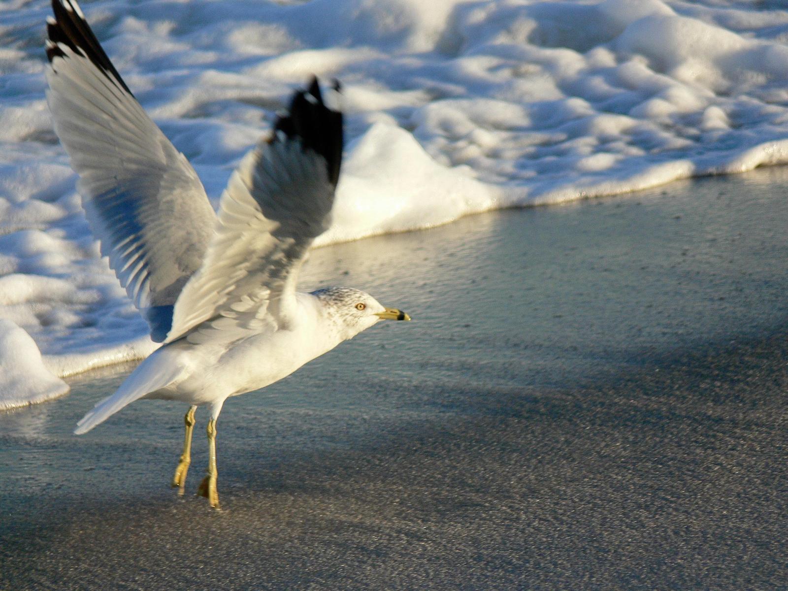 Ring-billed Gull Photo by Tom Ford-Hutchinson