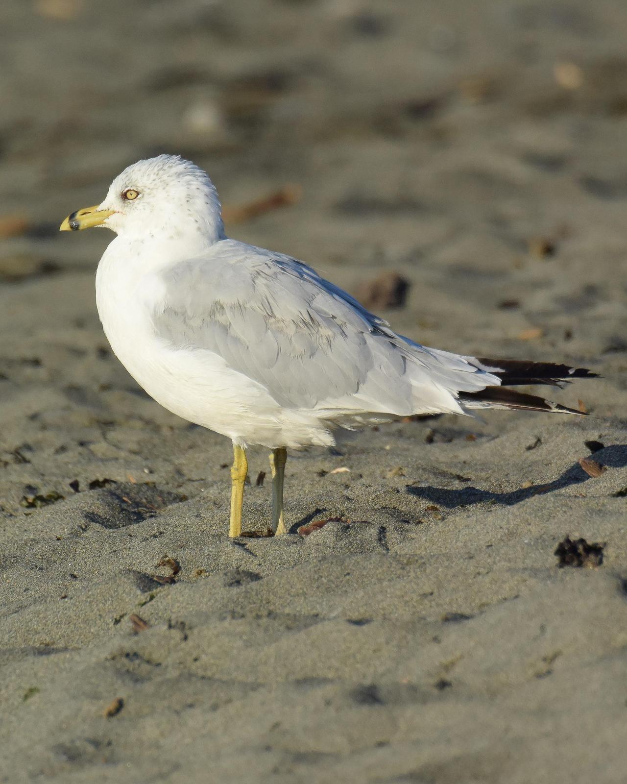 Ring-billed Gull Photo by Emily Percival