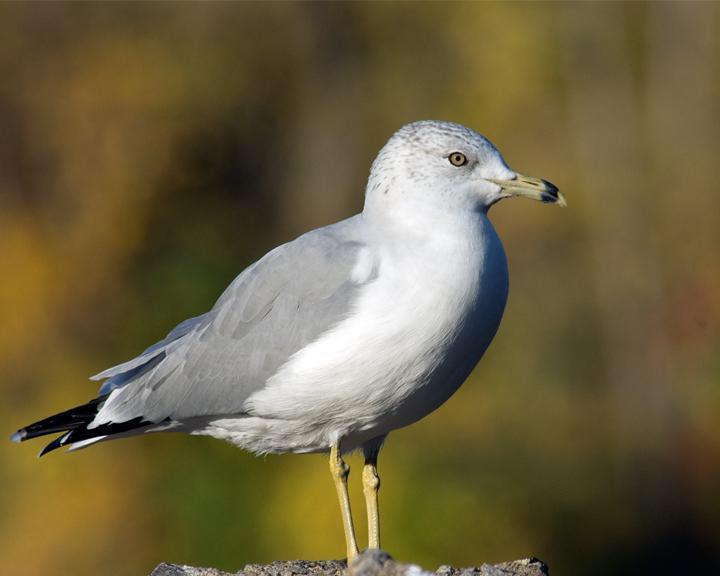 Ring-billed Gull Photo by Jean-Pierre LaBrèche