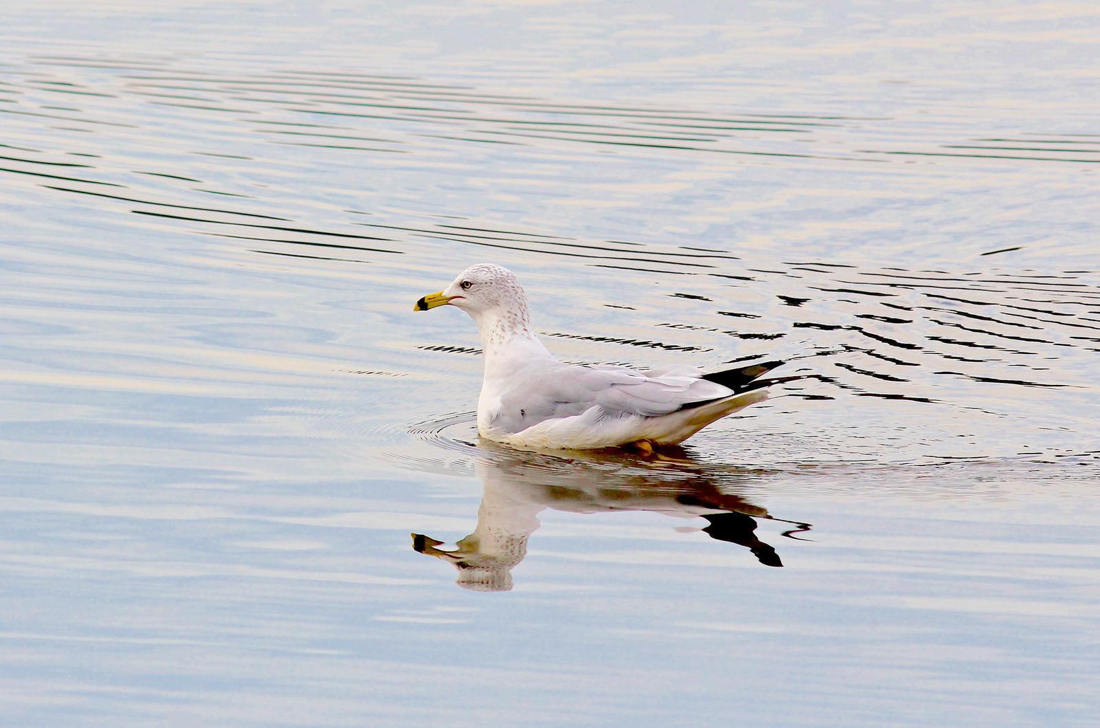Ring-billed Gull Photo by Kathryn Keith