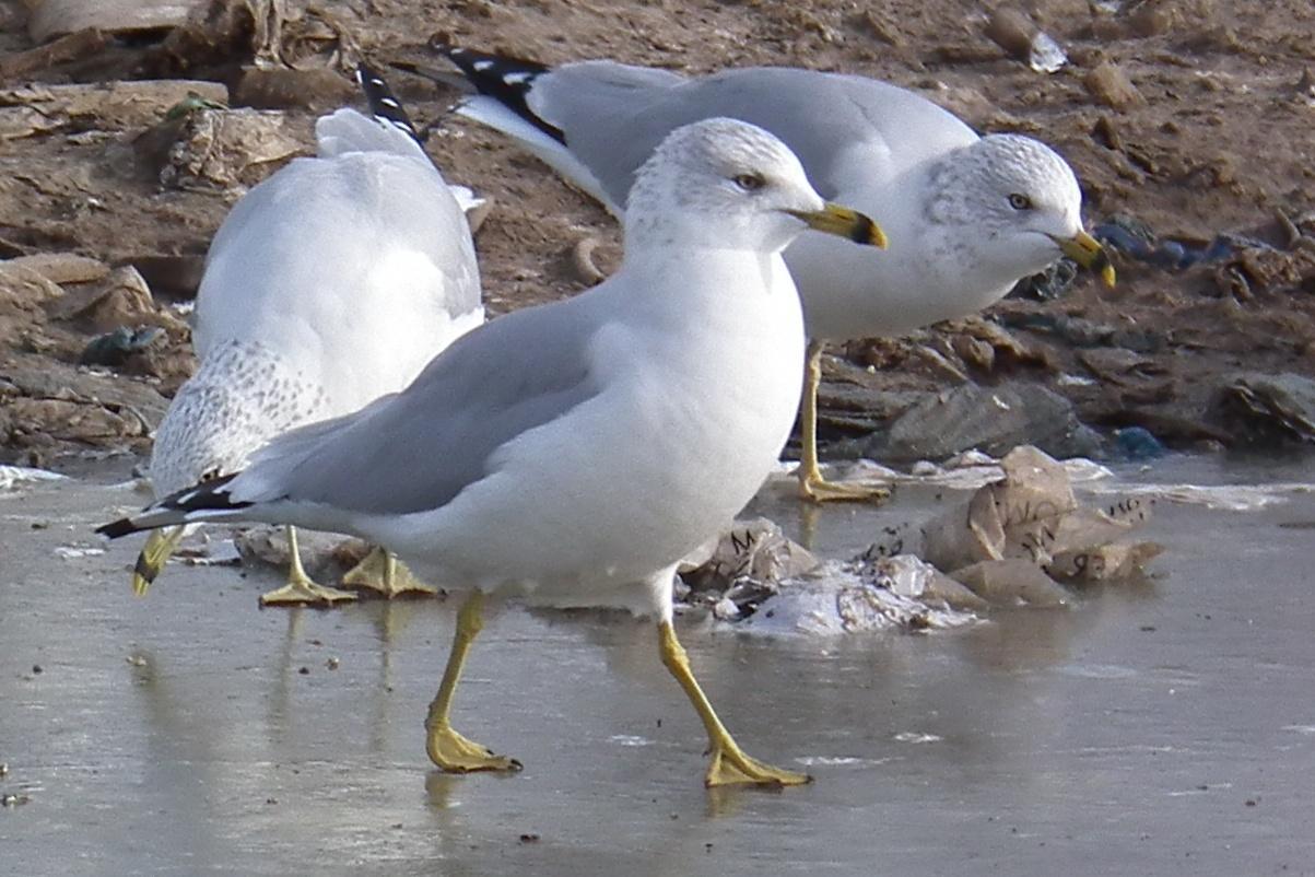 Ring-billed Gull Photo by Enid Bachman