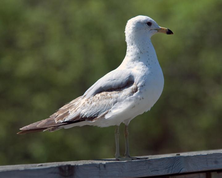Ring-billed Gull Photo by Jean-Pierre LaBrèche