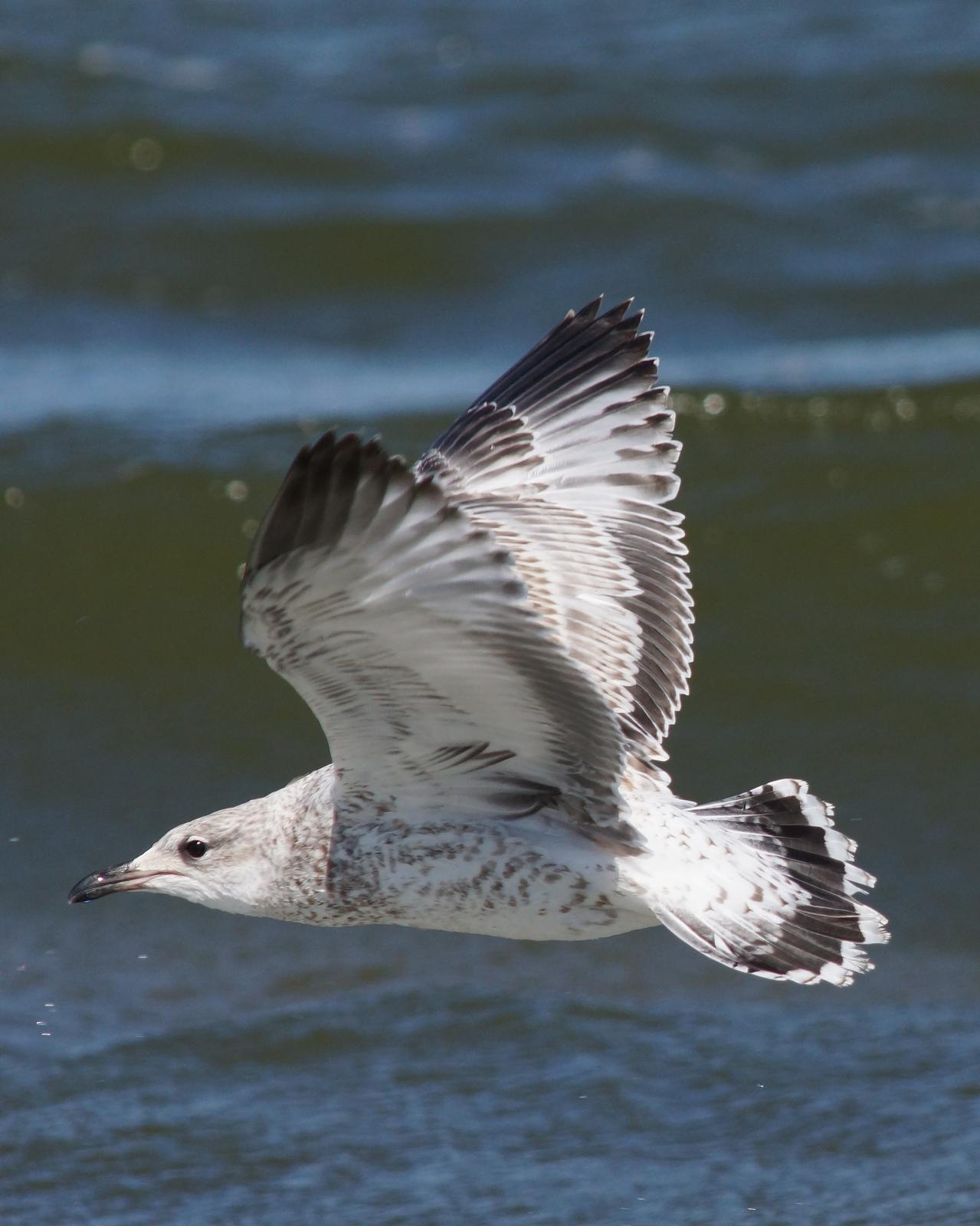 Ring-billed Gull Photo by Gerald Hoekstra