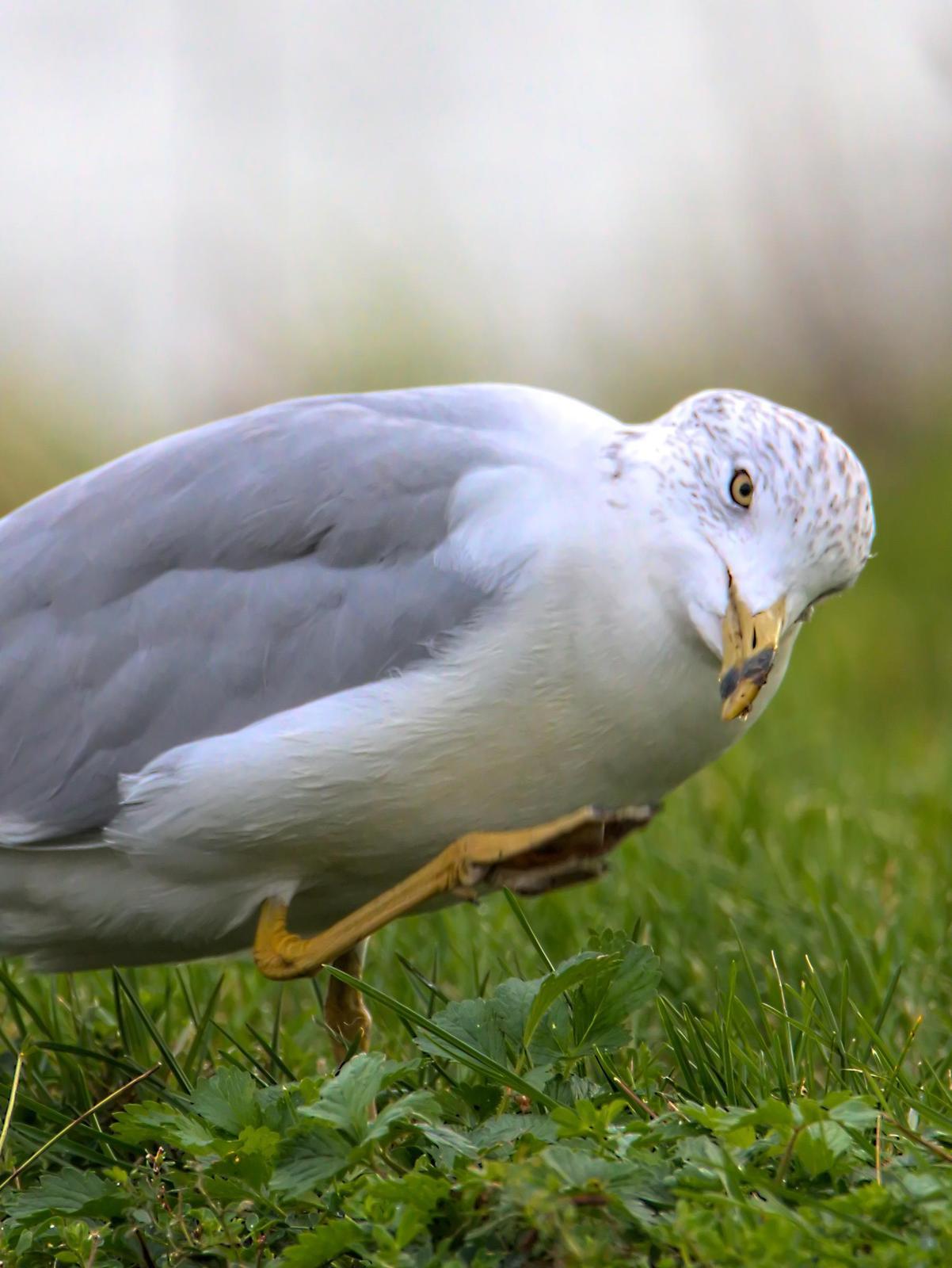 Ring-billed Gull Photo by Dan Tallman
