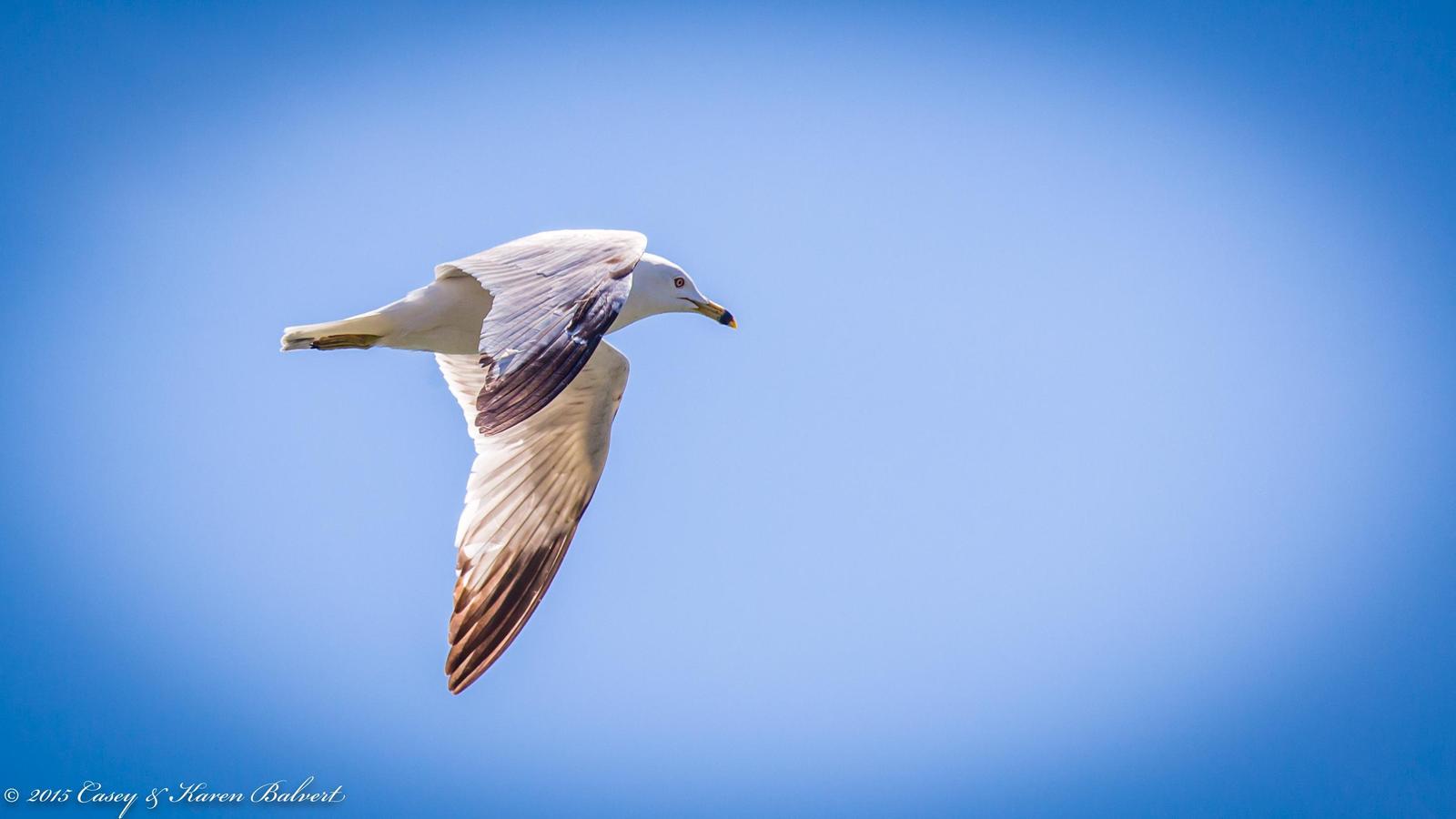 Ring-billed Gull Photo by Casey Balvert
