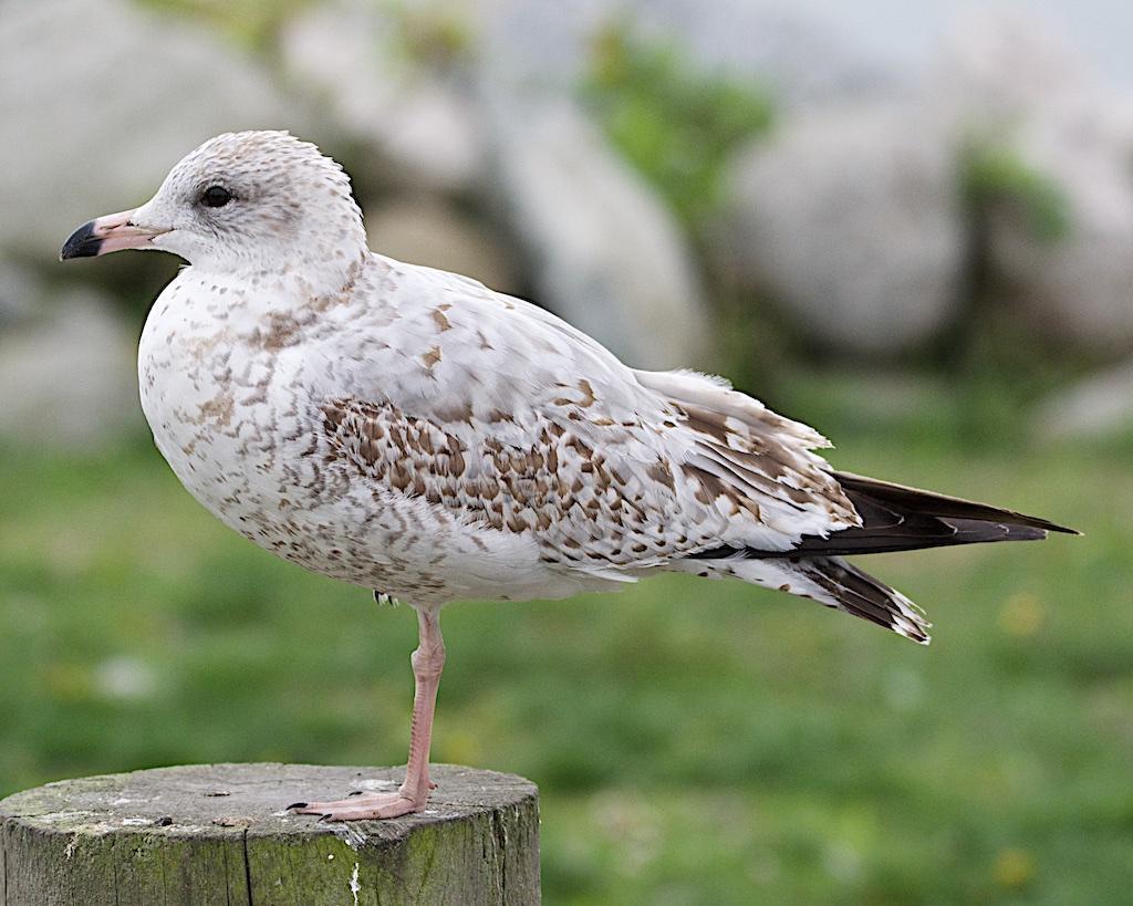 Ring-billed Gull Photo by Brian Avent