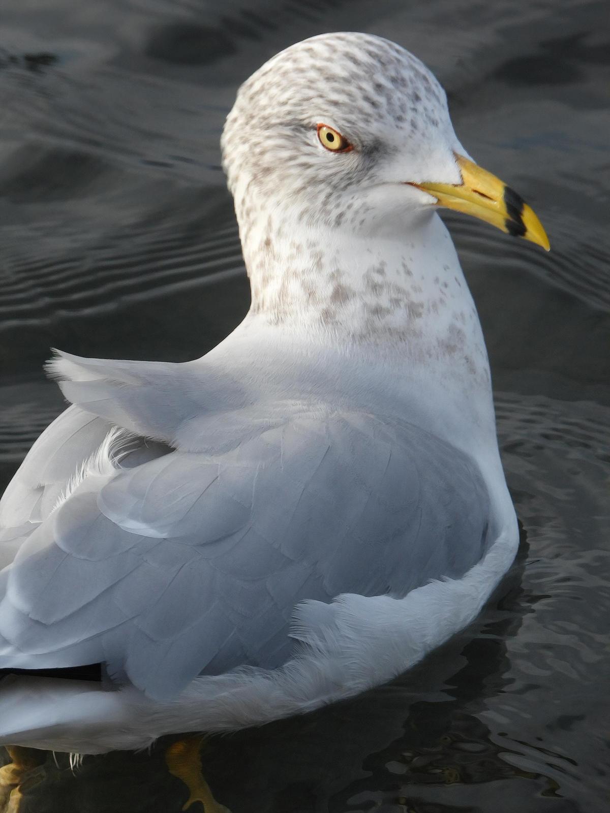 Ring-billed Gull Photo by Dan Tallman