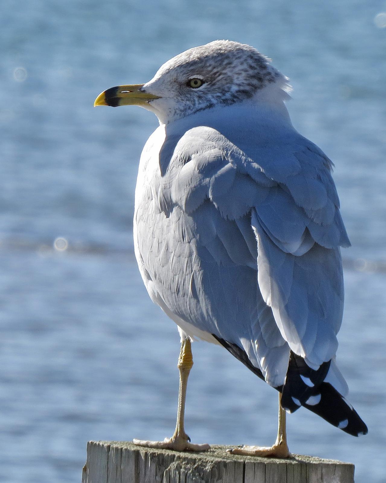 Ring-billed Gull Photo by Kelly Preheim