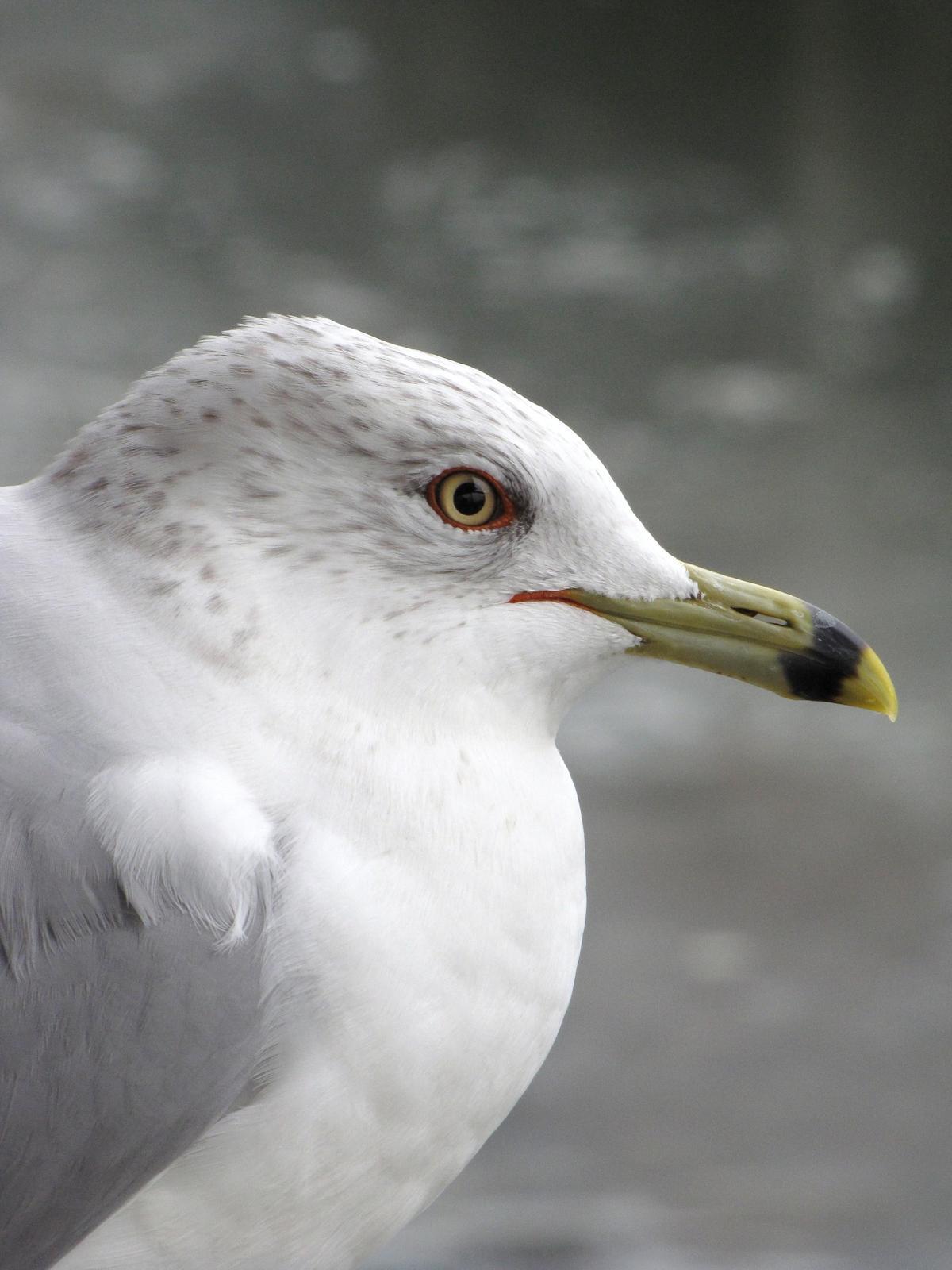 Ring-billed Gull Photo by Barbara Verdeschi