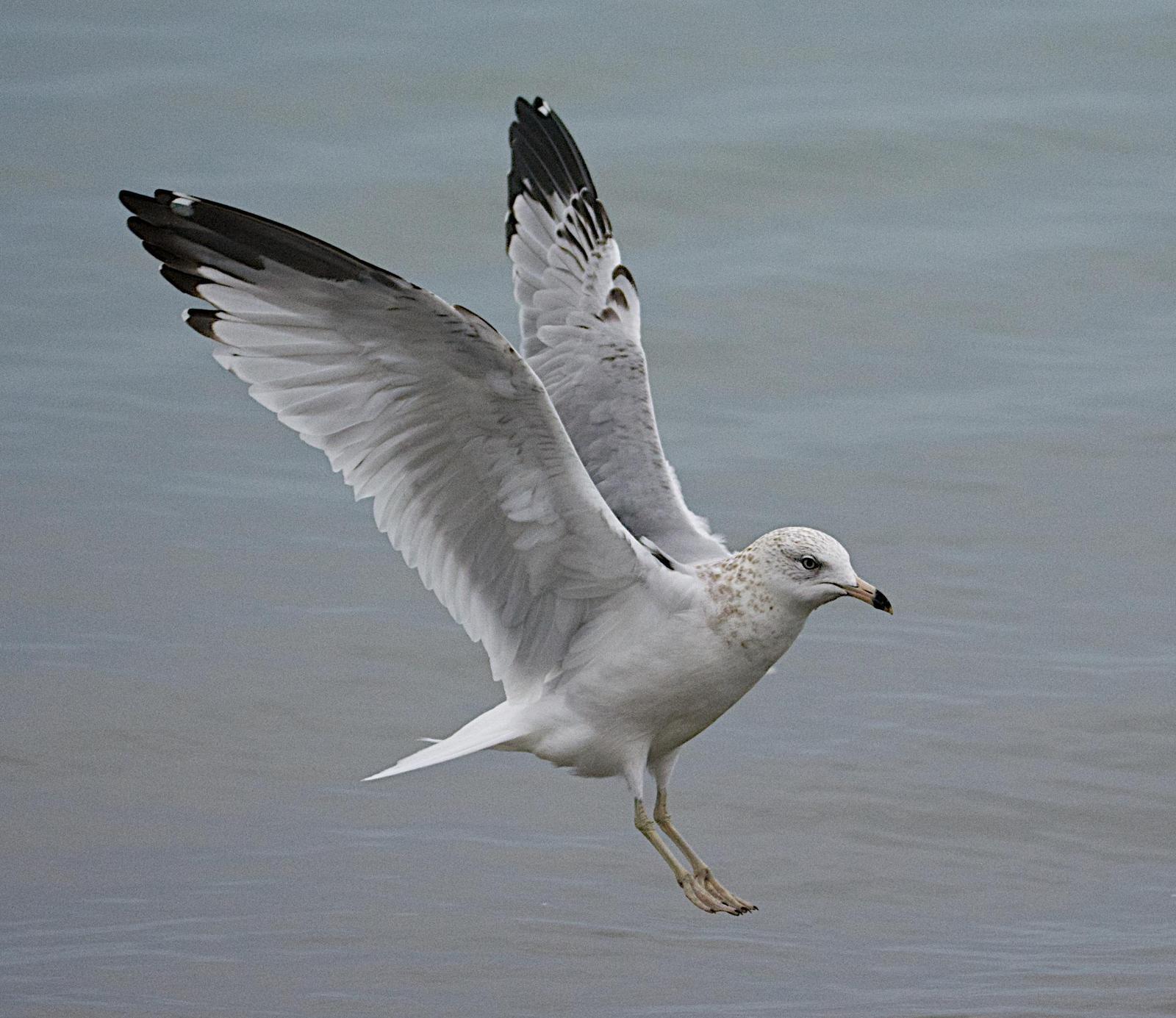 Ring-billed Gull Photo by Brian Avent