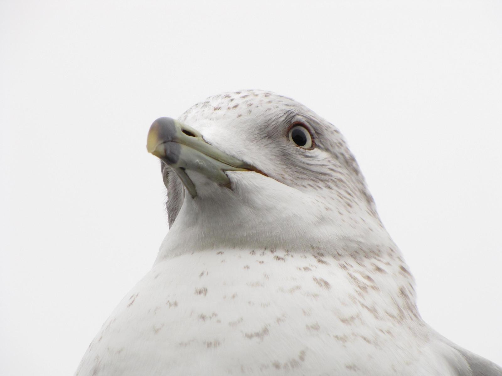 Ring-billed Gull Photo by Barbara Verdeschi