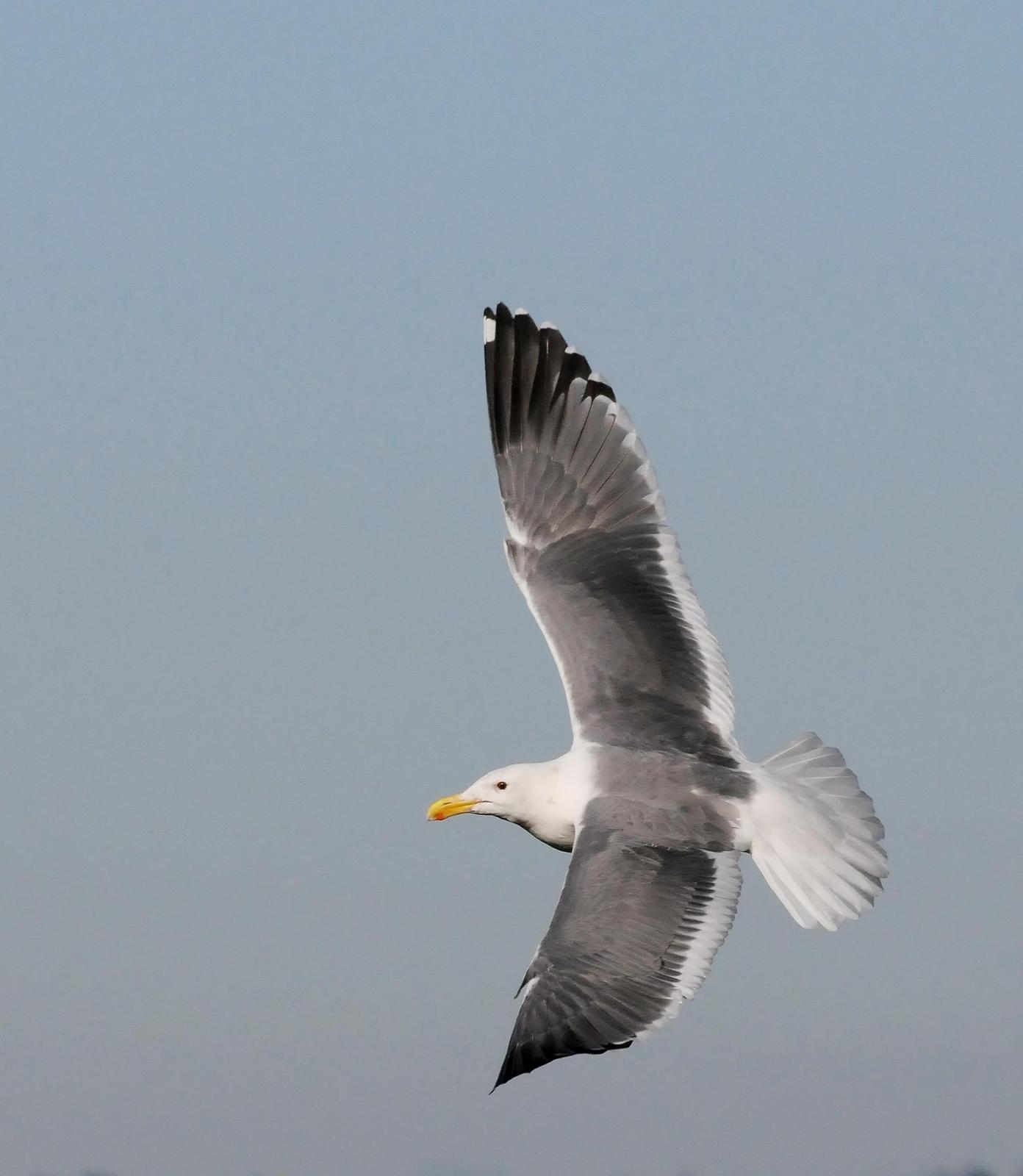 Western Gull Photo by Steven Mlodinow