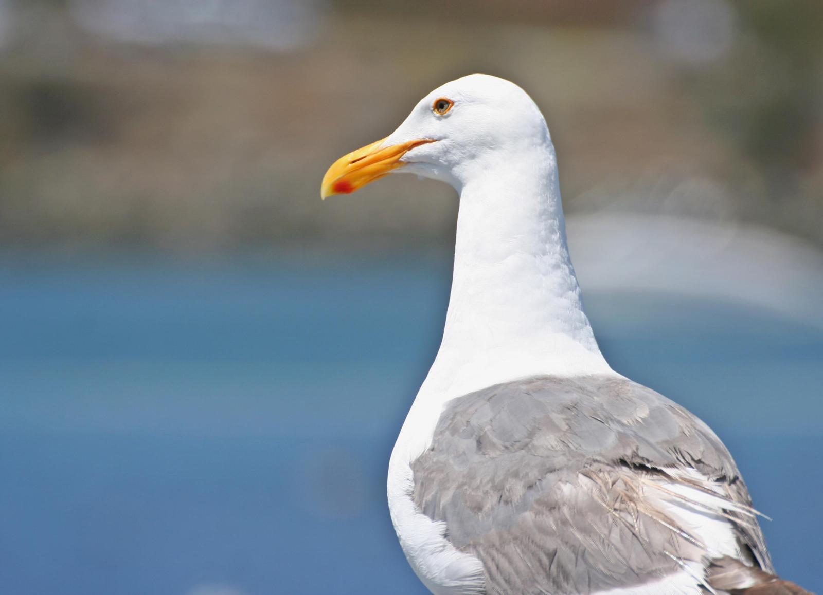 Western Gull Photo by Andrew Theus