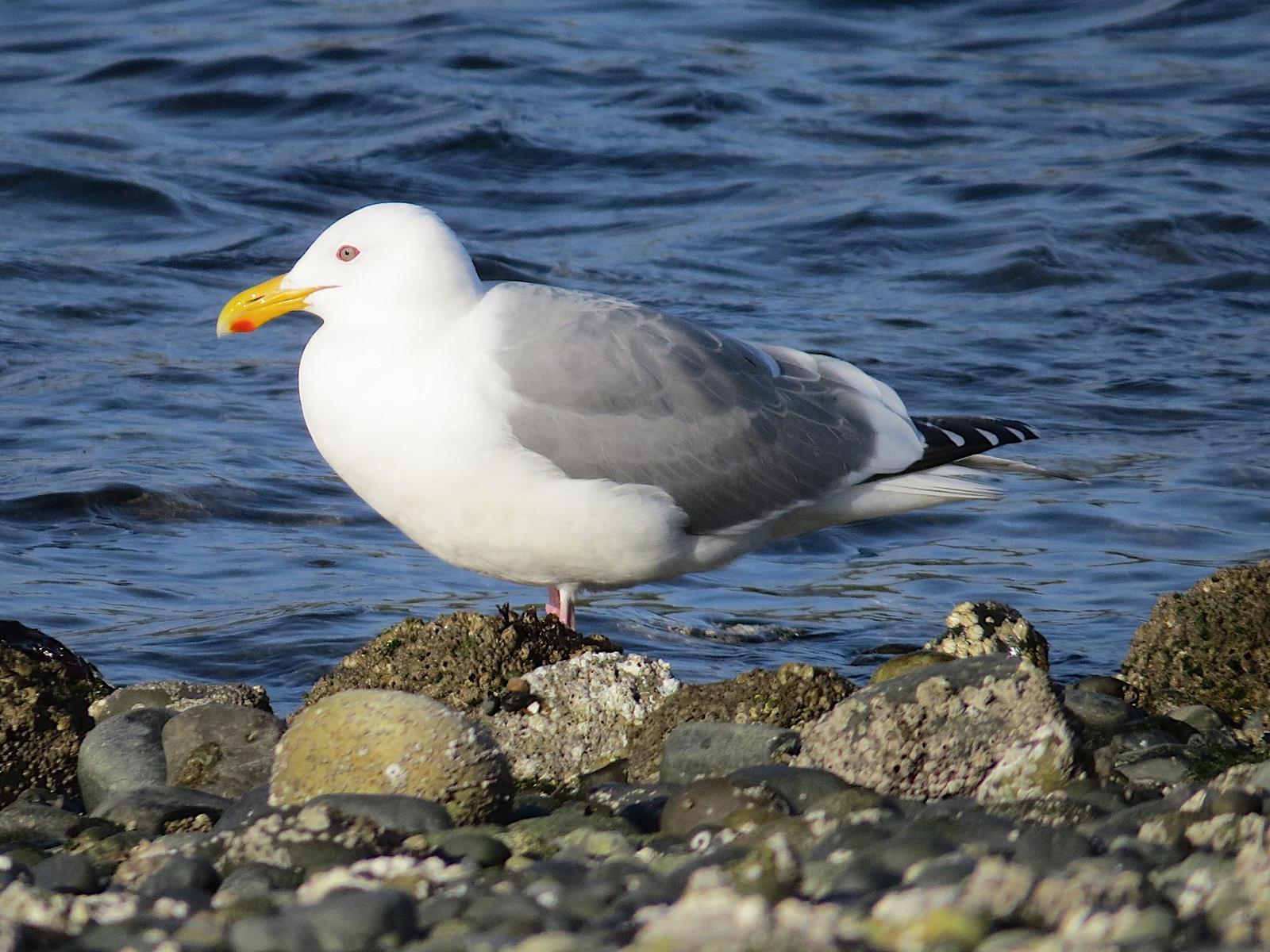 Western x Glaucous-winged Gull (hybrid) Photo by Brian Avent