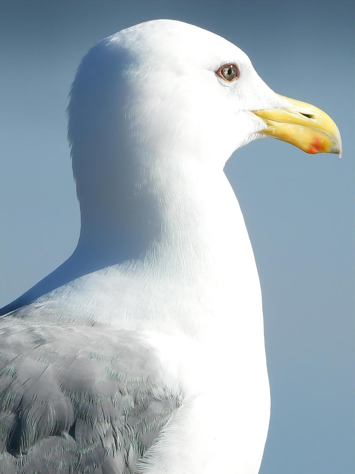 Western x Glaucous-winged Gull (hybrid) Photo by Dan Tallman