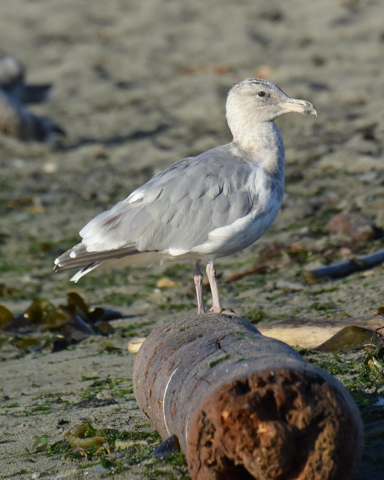 Western x Glaucous-winged Gull (hybrid) Photo by Emily Percival