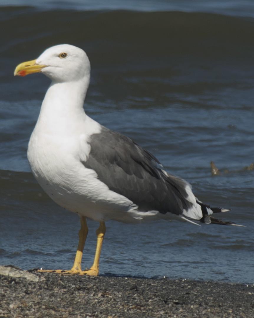 Yellow-footed Gull Photo by Jonathan Bent