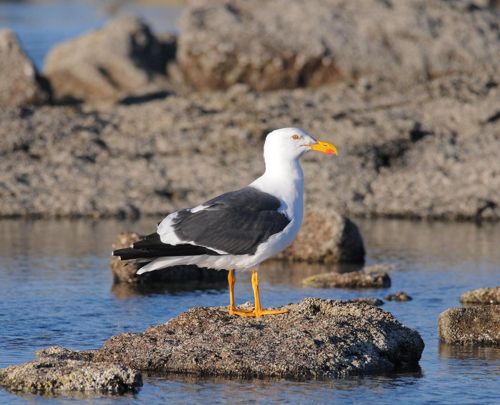 Yellow-footed Gull Photo by Steven Mlodinow