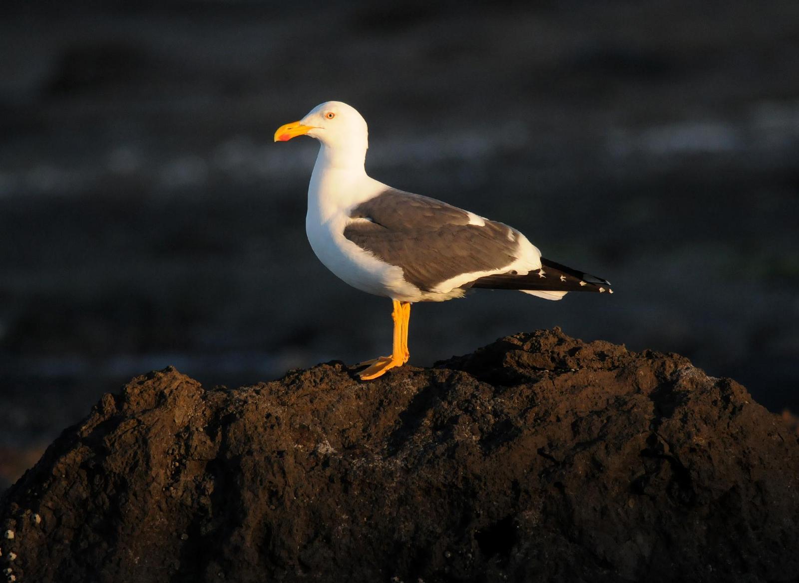 Yellow-footed Gull Photo by Steven Mlodinow