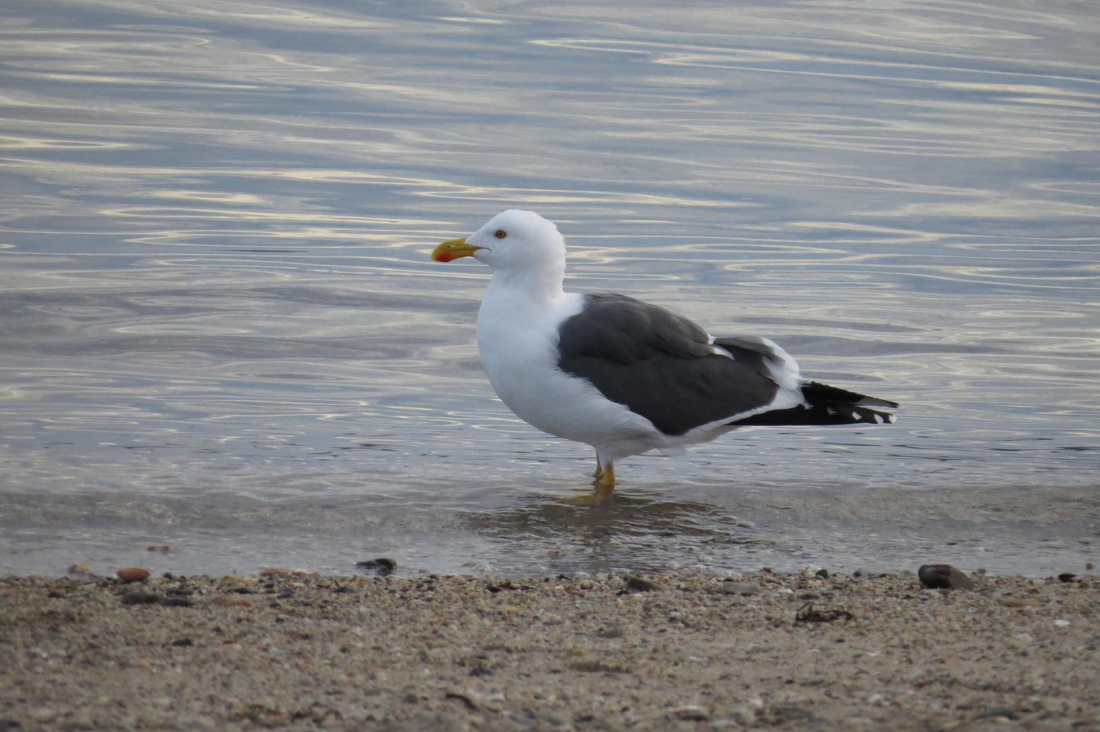 Yellow-footed Gull Photo by Jeff Harding