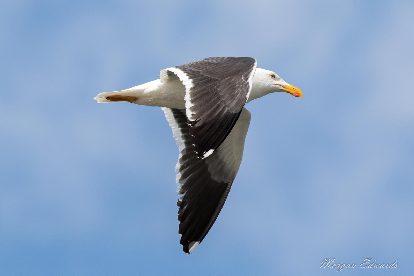 Yellow-footed Gull Photo by Morgan Edwards