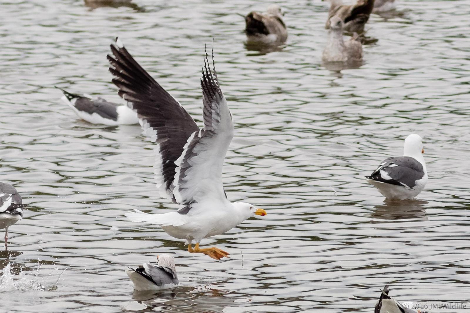 Yellow-footed Gull Photo by Jeff Bray