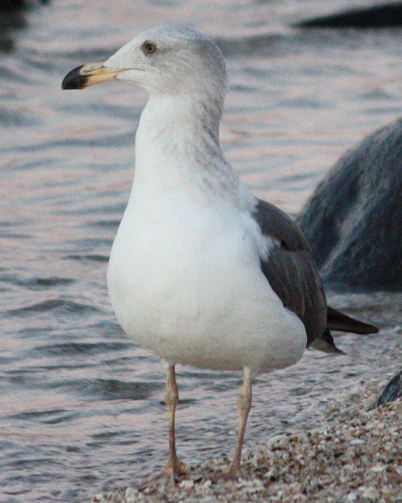 Yellow-footed Gull Photo by Andrew Core