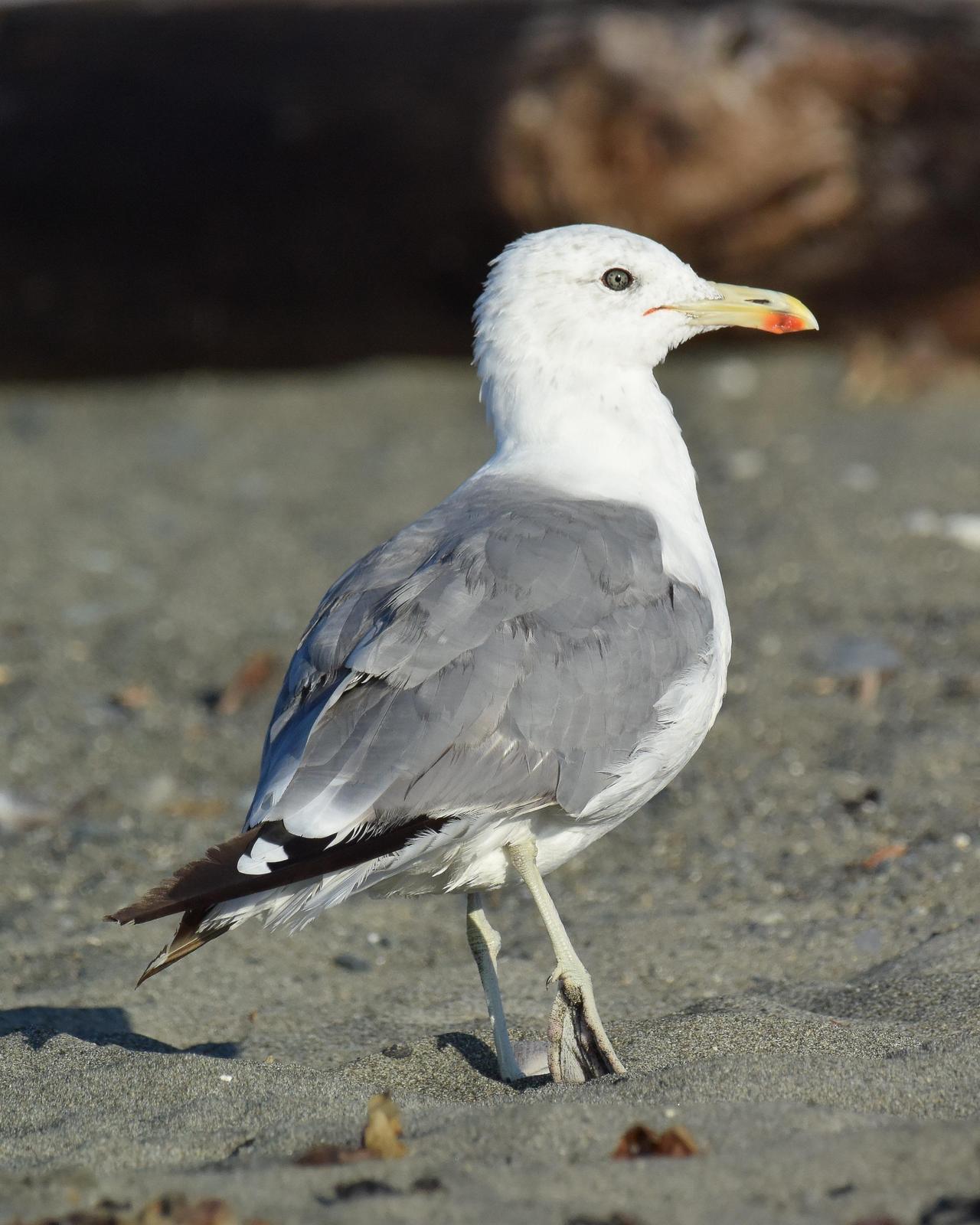 California Gull Photo by Emily Percival