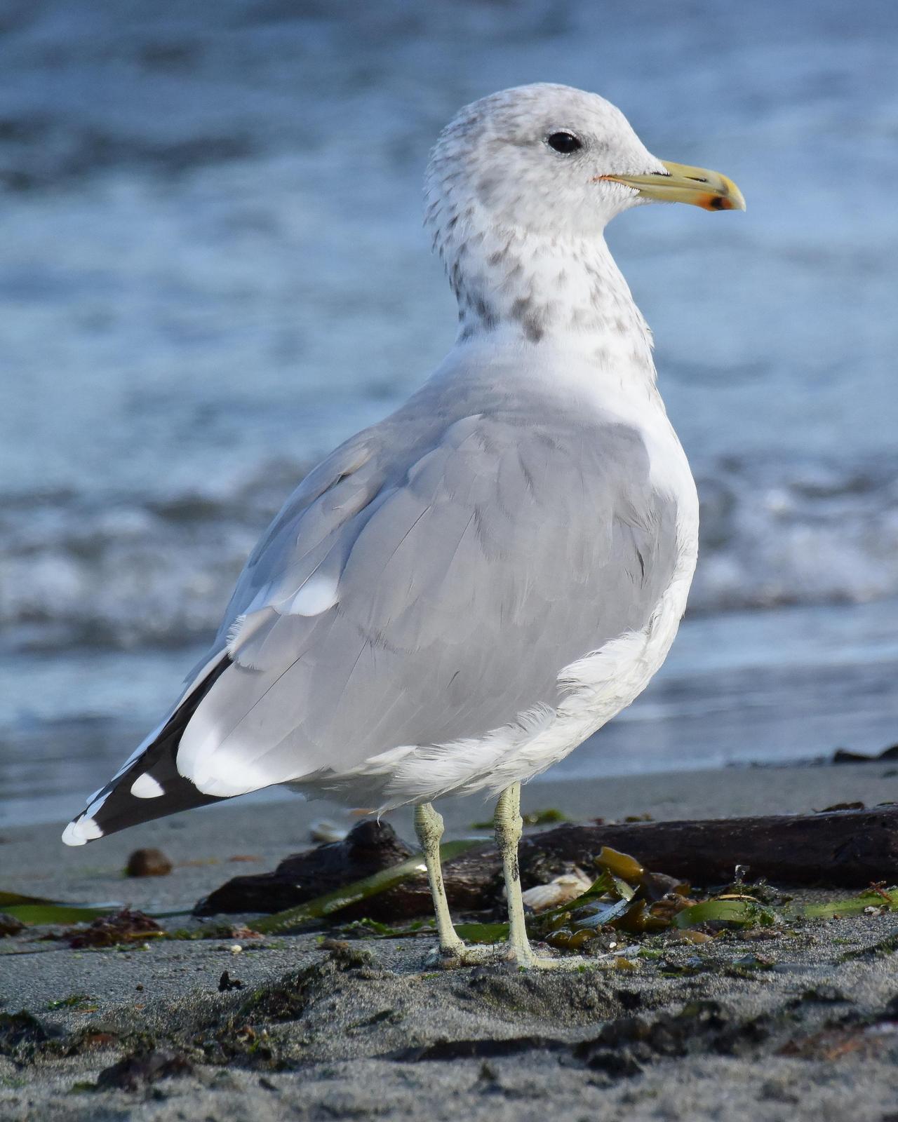 California Gull Photo by Steve Percival