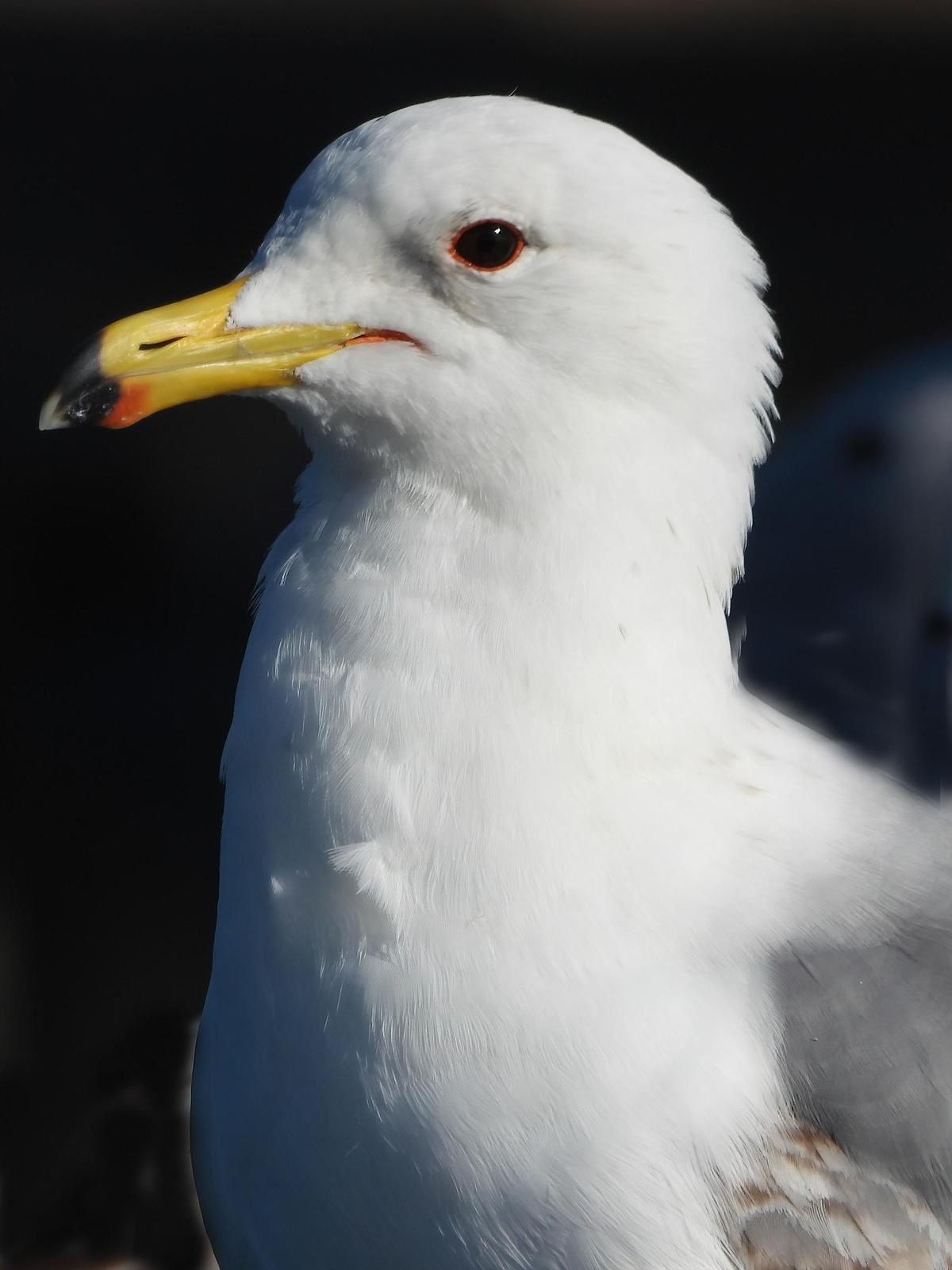 California Gull Photo by Dan Tallman