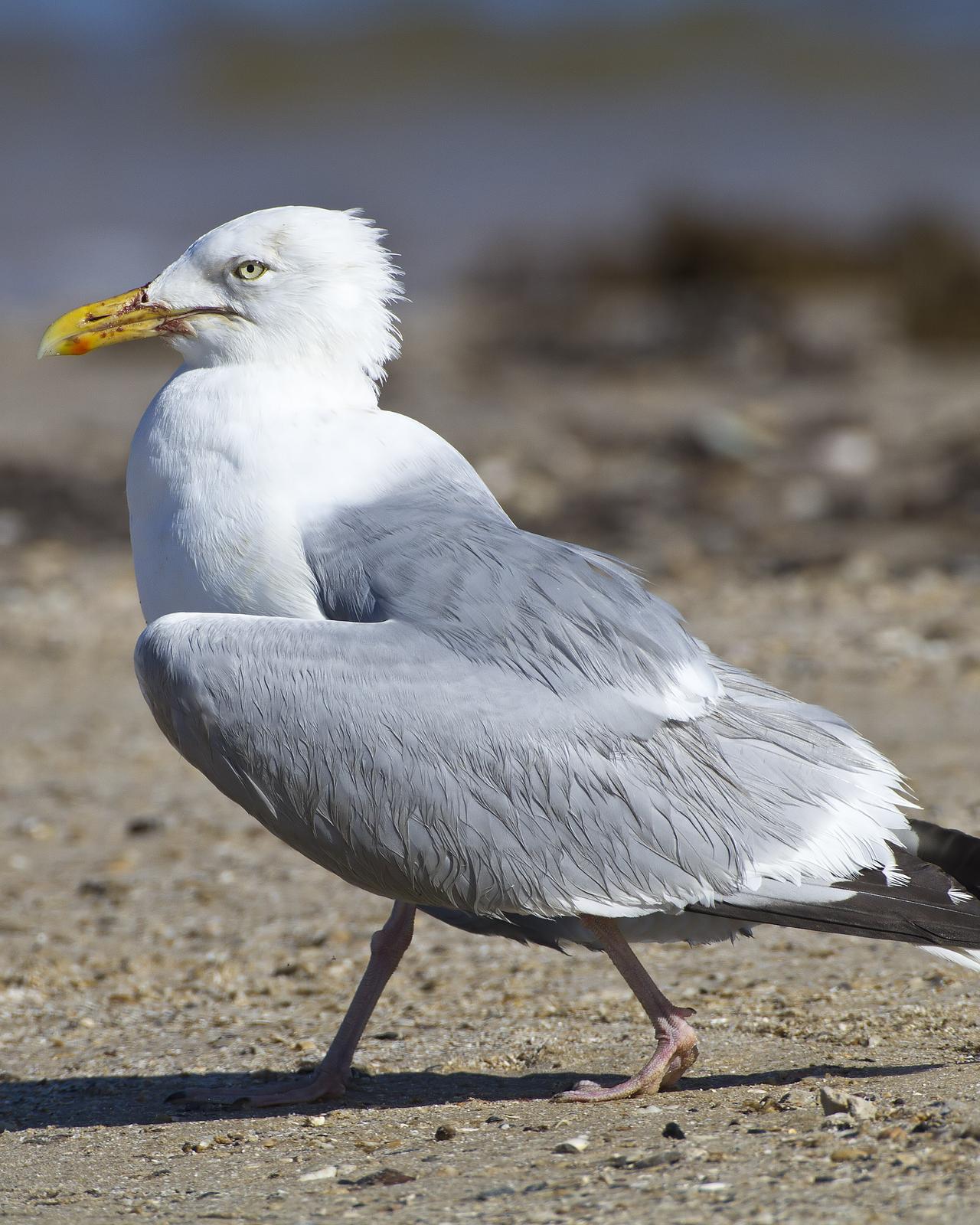 Herring Gull Photo by Bill Adams