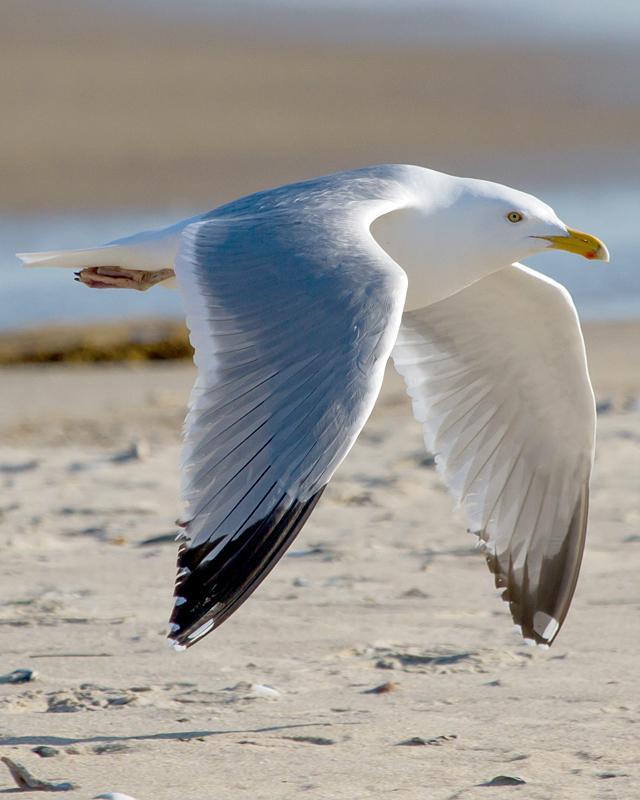 Herring Gull Photo by Ashley Bradford